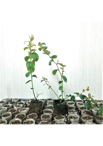 Tüplü Aromalı Darrow Yaban Mersini Fidanı