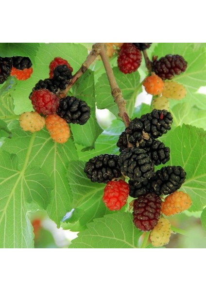 Tüplü Morus Sp Urmu Dutu Fidanı (60-100 Cm)