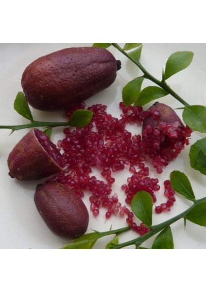 Tüplü Havyar Dark Red Limon Mia Rose Finger Lime Fidanı