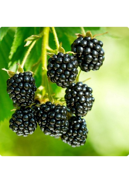 Tüplü Aromatik Yüksek Verimli Bursa-3 Böğürtlen Fidanı