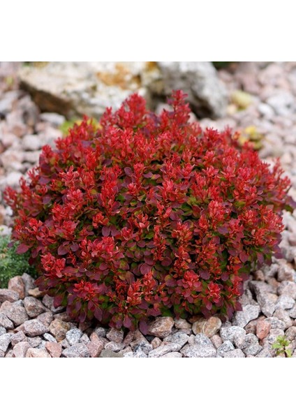 Anamur Naturel Tüplü Kadın Tuzluğu Berberis Fidanı