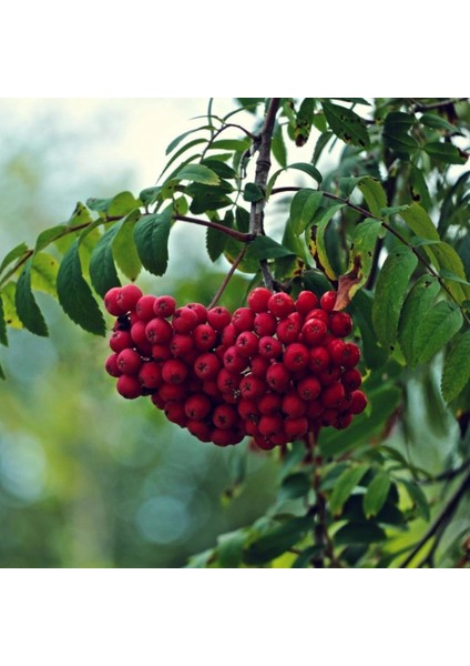 Tüplü Kuş Üvezi (Sorbus Aucuparia L.) Fidanı
