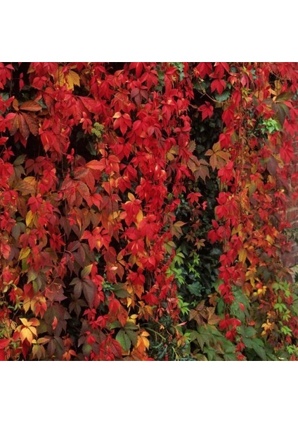 Tüplü Amerikan Sarmaşık Bitkisi Fidanı-15 Adet