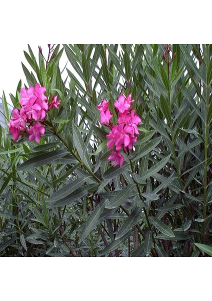 Tüplü Pembe Zakkum Nerium Oleander Fidanı