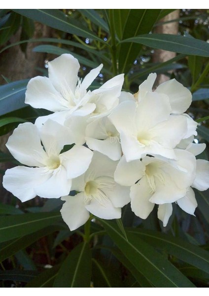 Tüplü Beyaz Zakkum Nerium Oleander Fidanı