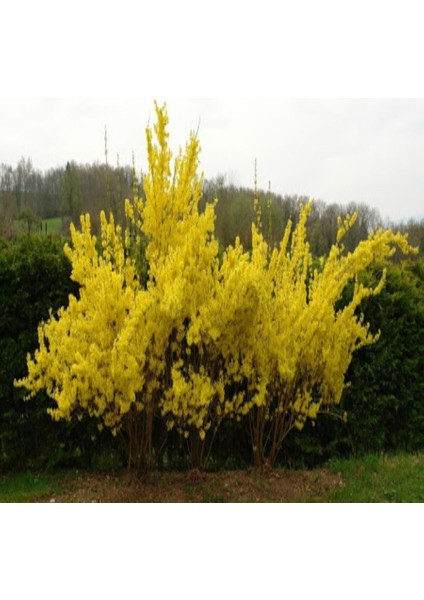 Tüplü Sarı Altın Çanı Bitkisi Fidanı