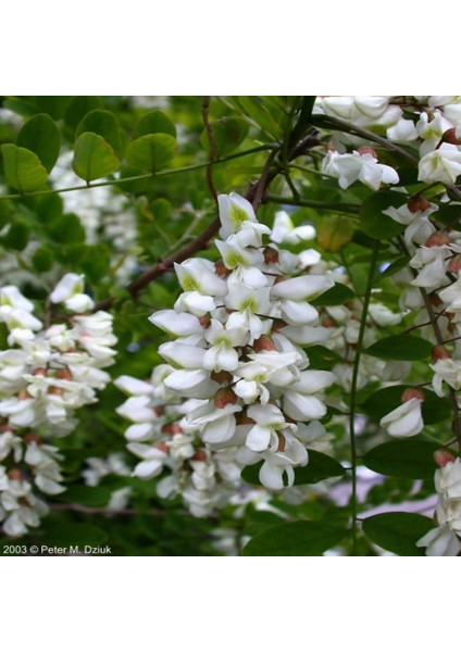 Tüplü Beyaz Çiçekli Akasya (Acacia) Bitkisi Fidanı