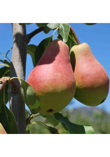 Tüplü Aşılı Tam Bodur Yüksek Verimli Aromalı Etruşka Armut Fidanı