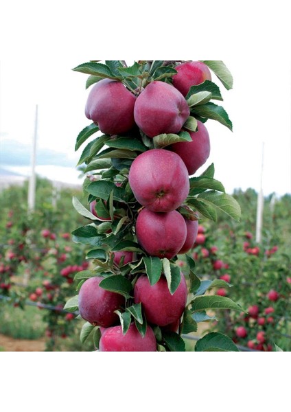 Tüplü Aşılı Yarıbodur Iri Meyveli Verimli Scarlet Spur Elma Fidanı