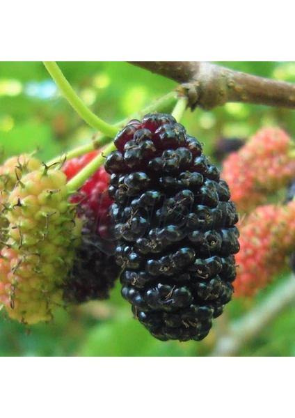 Anamur Naturel Tüplü Morus Sp Yediveren Avustralya Dut Fidanı