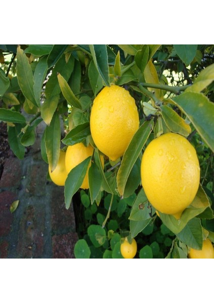 Tüplü Aşılı Bodur Lezzetli Mayer Limon Fidanı-Iç Mekan