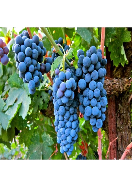Tüplü Meşhur Şaraplık Merlot Üzüm Fidanı