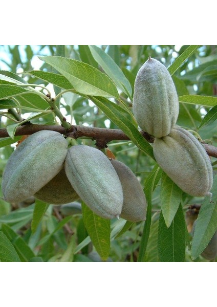 Tüplü Aşılı Verimli Çok Iri Meyveli Bertina Badem Fidanı