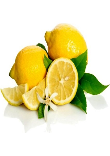 Tüplü Aşılı Yarı Bodur Özel Çeşit Kütdiken Limon Fidanı
