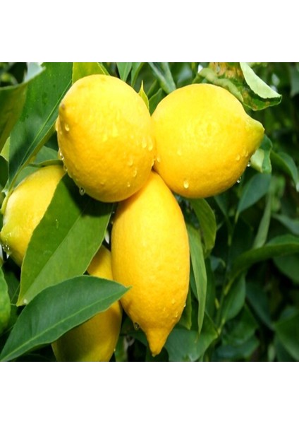 Tüplü Aşılı Bodur Tipte Yüksek Verimli Yediveren Limon Fidanı