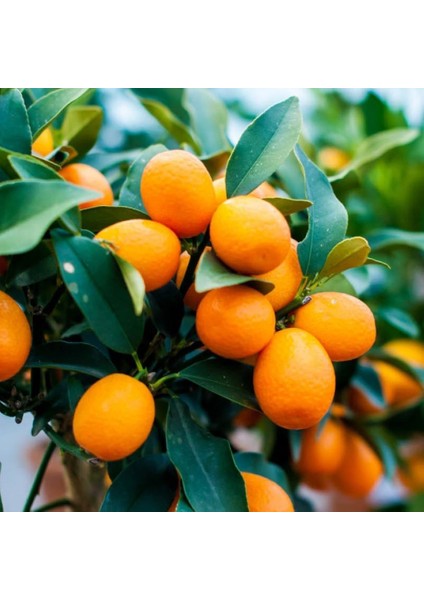Tüplü Aşılı Üzeri Meyveli Nagami Oval Kamkat Fidanı (5 Yaş)