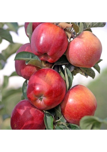 Tüplü Aşılı Tam Bodur Kırmızı Chief Elma Fidanı