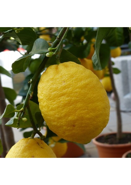 Tüplü Aşılı Ithal Zagara Bianca Limon Fidanı