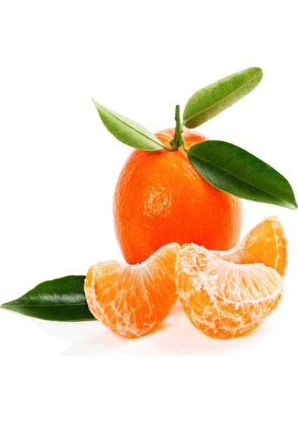 Tüplü Aşılı Meyve Verme Durumunda W.murcot Mandalina Fidanı