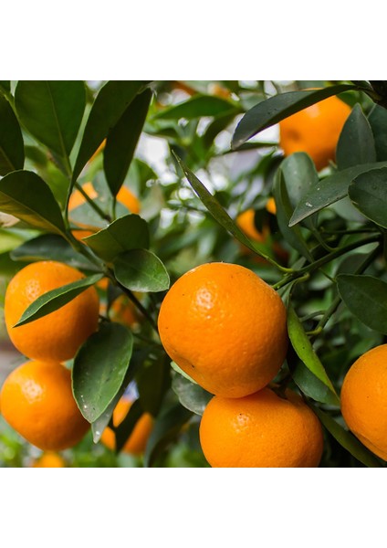 Tüplü Aşılı Lezzetli Çeşit Fremont Mandalina Fidanı