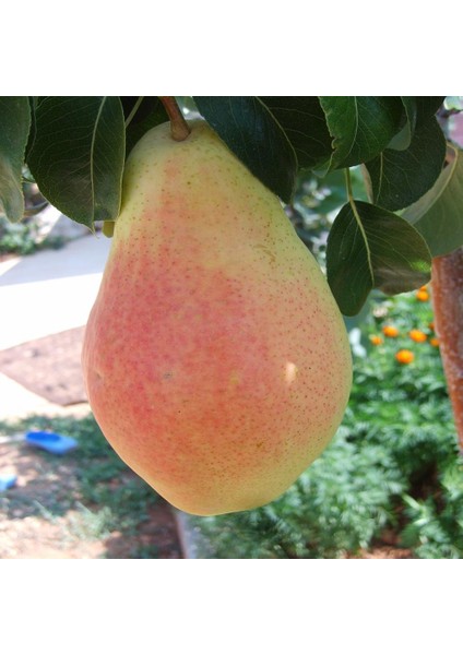 Tüplü Aşılı Tam Bodur Yüksek Verimli Santa Maria Armut Fidanı