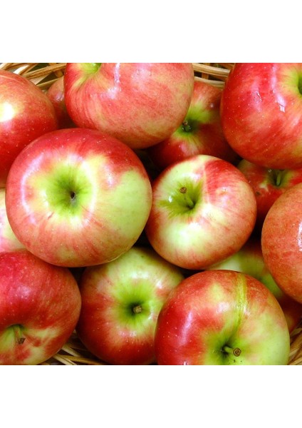 Tüplü Aşılı Yarıbodur Erkenci Williams Pride Elma Fidanı