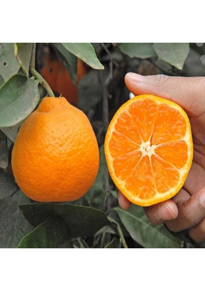 Tüplü Aşılı Yumuşak Dokulu Miho Wase Mandalina Fidanı