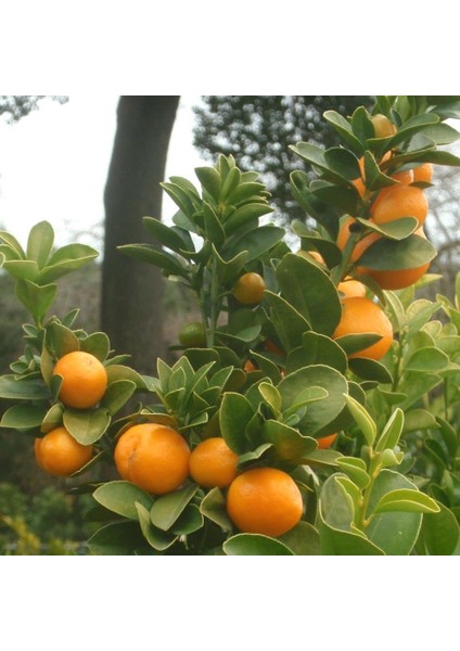 Tüplü Aşılı Fukushu Iri Yuvarlak Kamkat Fidanı (40-60 Cm)