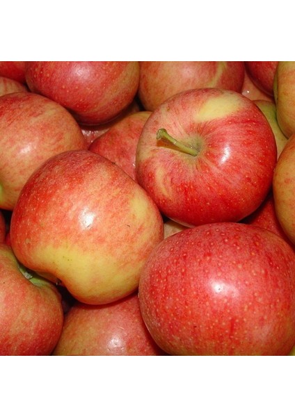 Tüplü Aşılı Tam Bodur Çıtır Etli Mondial Gala Elma Fidanı