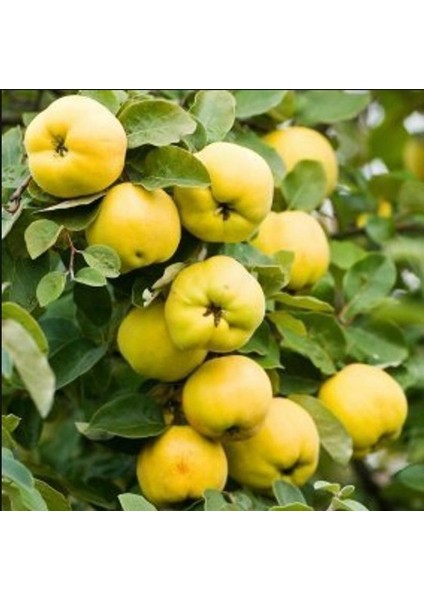 Anamur Naturel Tüplü Aşılı Yarıbodur Leziz Bol Verimli Kokulu Eşme Ayva Fidanı