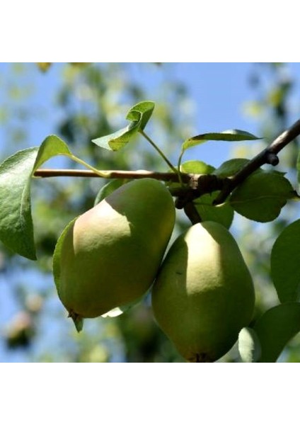 Tüplü Aşılı Yarıbodur Erkenci Aromatik Akça Armut Fidanı