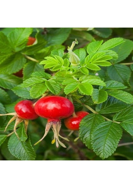 Tüplü Şifalı Rosa Rugoso Kuşburnu Fidanı