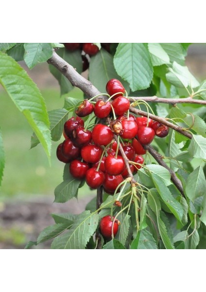 Anamur Naturel Tüplü Aşılı Geçci Kendine Verimli Stella Kiraz Fidanı