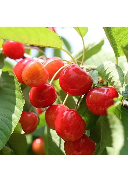 Anamur Naturel Tüplü Aşılı Bol Verimli Erkenci Early Lorry Kiraz Fidanı