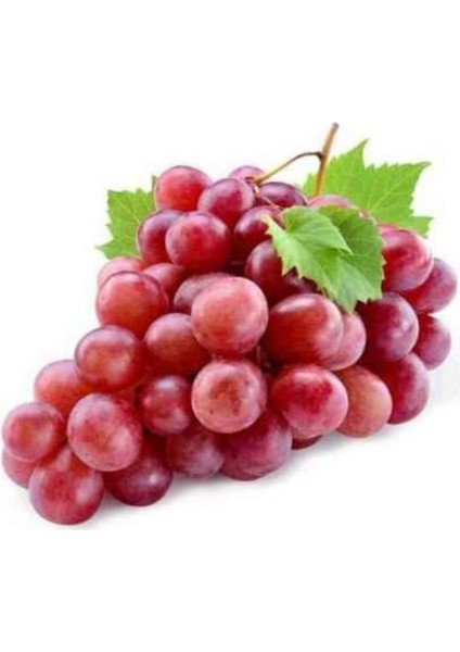 Tüplü Her Rakıma Dikilebilen Quen Üzüm Fidanı