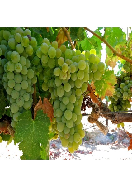 Tüplü Şaraplık Clariette Blanch Üzüm Fidanı