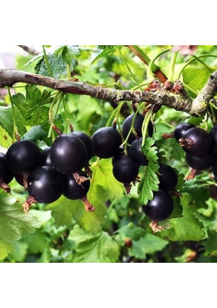 Anamur Naturel 2 Tad Bir Arada Frenk Üzümü Bektaşi Üzümü Melezi Josta Üzümü