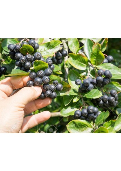 Tüplü Aronia Viking Salkım Rus Yaban Mersini