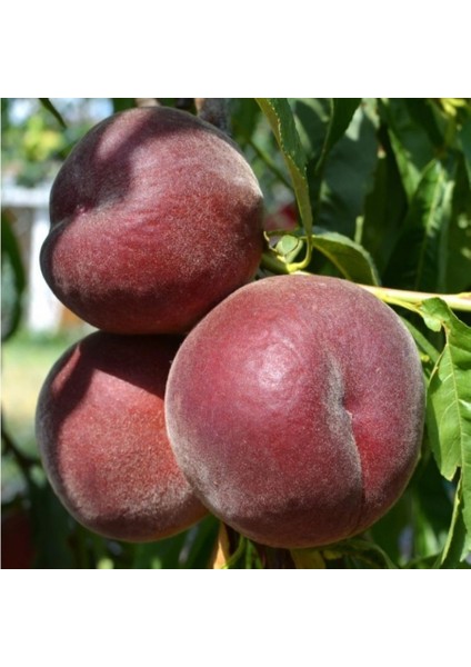 Tüplü Amerikan Royal Gem Temmuz Şeftalisi Fidanı