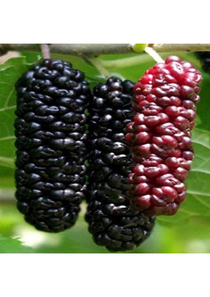 Tüplü Morus Sp Yediveren Siyah Çilek Dudu Fidanı (200-300 cm Meyve Verme Durumunda)