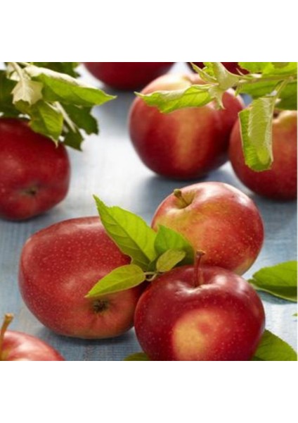 Tüplü Yazlık Mayhoş Summer Red Elma Fidanı