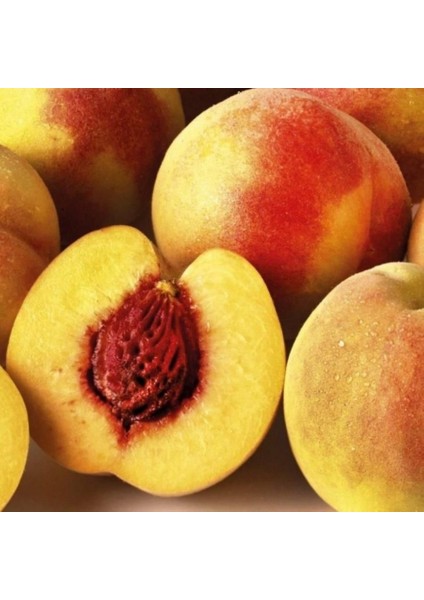 Tüplü Extra Erkenci Nisan Şeftalisi Flored Şeftali Fidanı