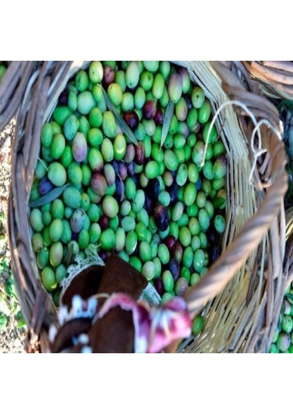 Tüplü Her Sene Meyve Veren Kırmalık Yağlık Selelik Gemlik Zeytin Fidanı