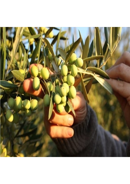Tüplü Bodur Koroneiki Çok Verimli Yunan Zeytini Fidanı