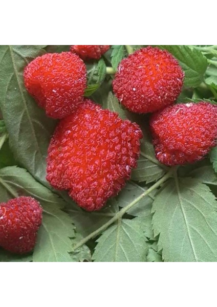 Saksılar Için Ideal Çilek Ahududu Fidanı