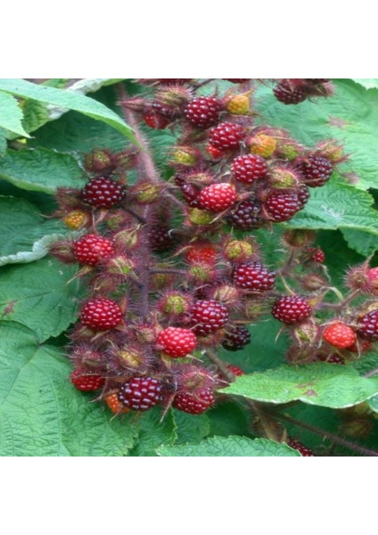 Tüplü Iki Meyve Bir Meyvede Wineberry Ahududu Fidanı