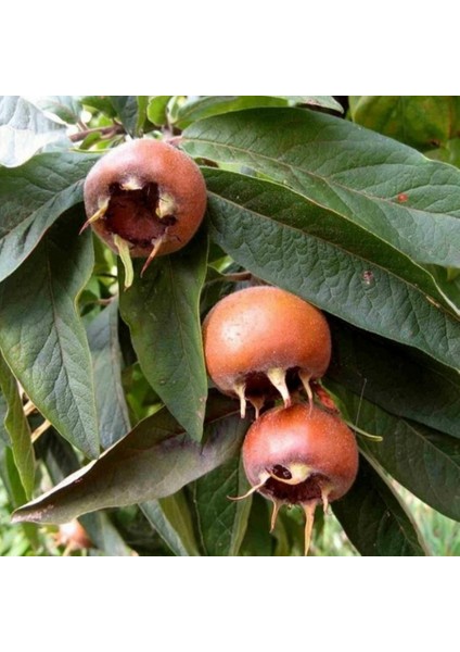 Tüplü Iri Meyveli Big Paradise Beşbıyık Döngel Muşmula Fidanı