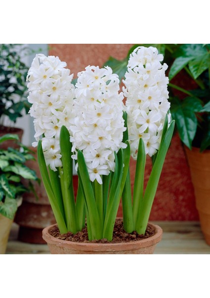 White King Beyaz Sümbül Soğanı
