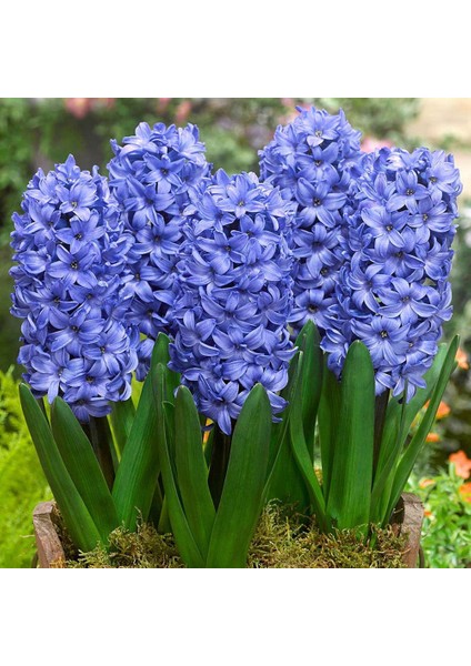 Kokulu Mavi Delft Blue Sümbül Soğanı(3 Adet)