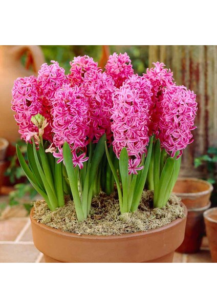 Kokulu Pembe Pink Pearl Sümbül Soğanı(3 Adet)